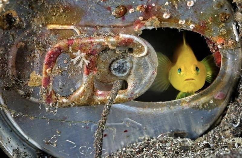 Ученые «взвесили» пластик в мировом океане и ужаснулись полученному результату