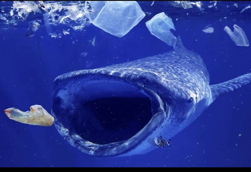 Ученые «взвесили» пластик в мировом океане и ужаснулись полученному результату