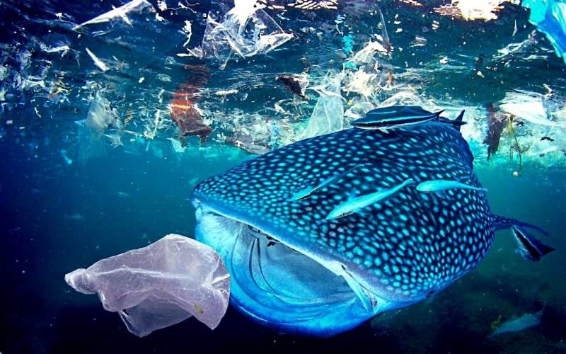 Ученые «взвесили» пластик в мировом океане и ужаснулись полученному результату