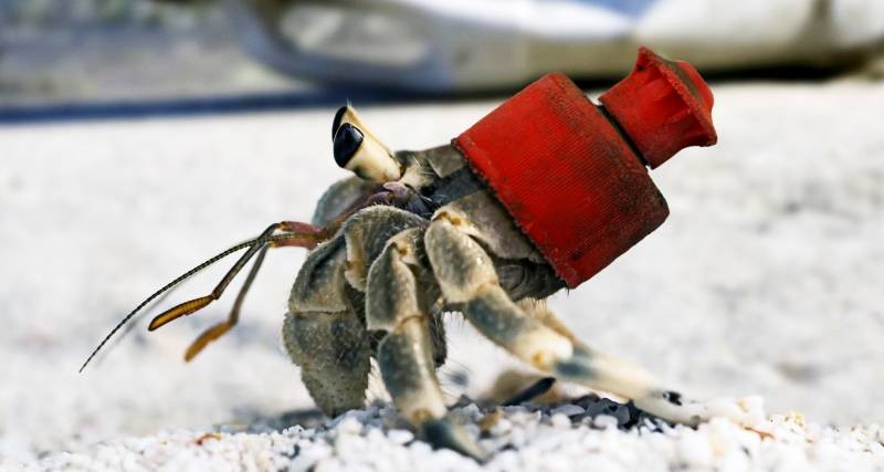 Ученые «взвесили» пластик в мировом океане и ужаснулись полученному результату