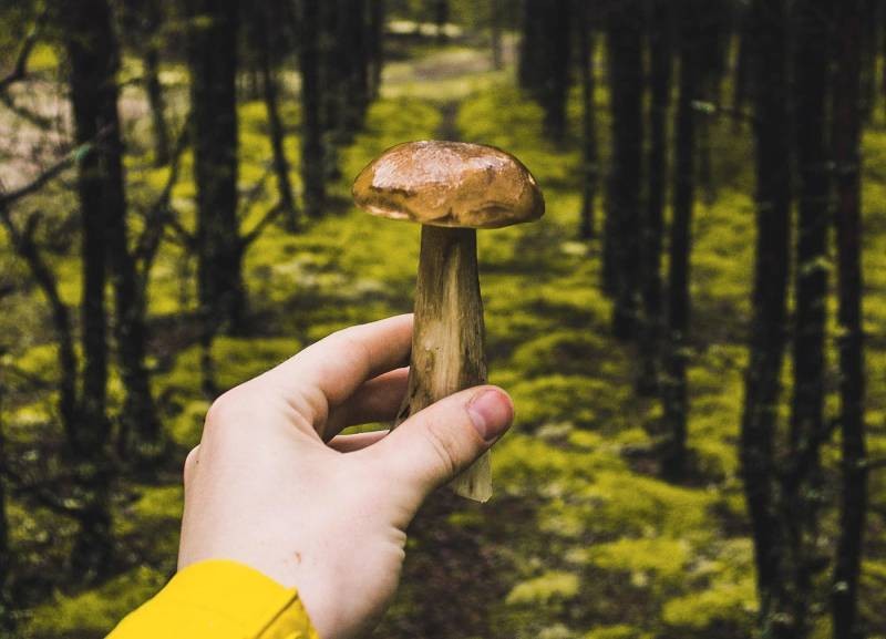 В Минприроды были объяснены правила сбора лесных ягод и грибов по законам РФ