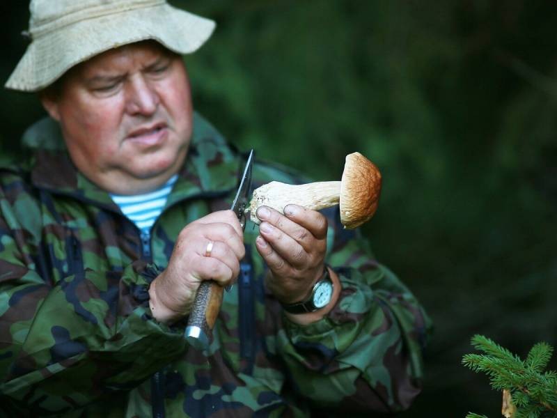 В Минприроды были объяснены правила сбора лесных ягод и грибов по законам РФ