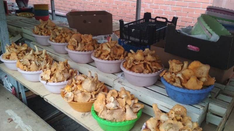 В Минприроды были объяснены правила сбора лесных ягод и грибов по законам РФ