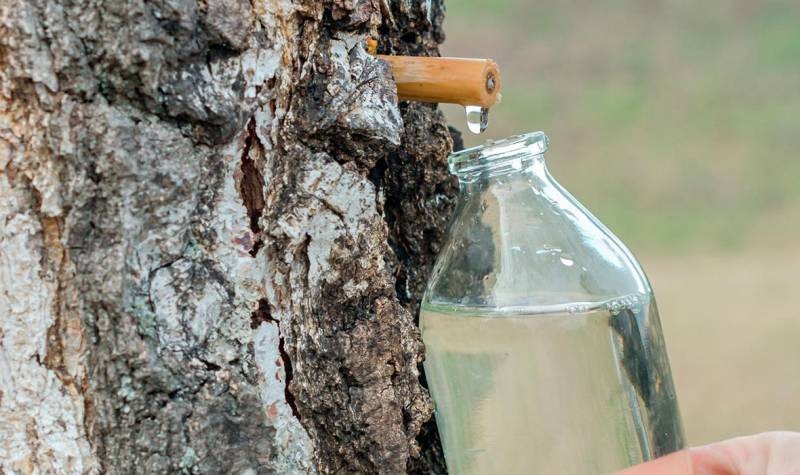 В Минприроды были объяснены правила сбора лесных ягод и грибов по законам РФ