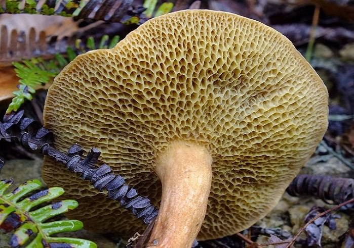 Маслята в Подмосковье: когда и где можно их собирать