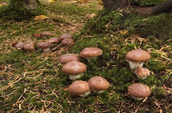 Маслята в Подмосковье: когда и где можно их собирать