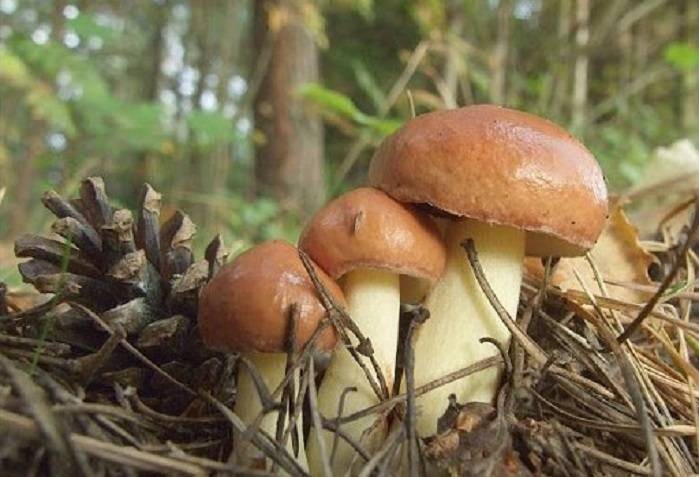 Маслята в Подмосковье: когда и где можно их собирать