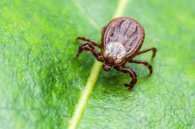 Как долго клещи ползут к месту укуса, и какие участки тела предпочитают