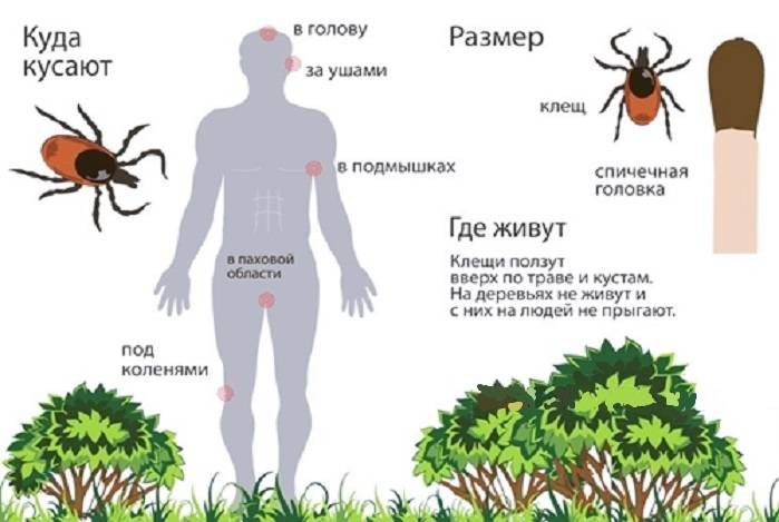 Как долго клещи ползут к месту укуса, и какие участки тела предпочитают