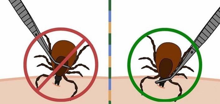 Как долго клещи ползут к месту укуса, и какие участки тела предпочитают