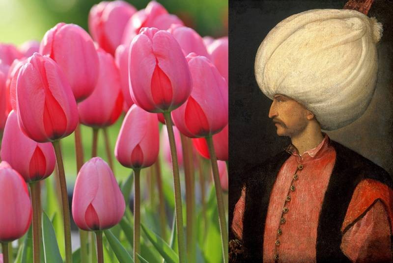 Традиционный Фестиваль тюльпанов в 2021 году проходит на Елагином острове в Санкт-Петербурге