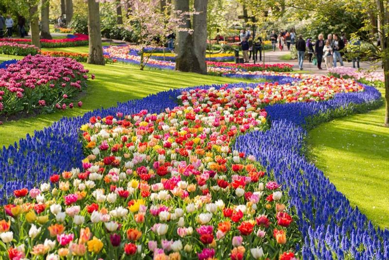 Традиционный Фестиваль тюльпанов в 2021 году проходит на Елагином острове в Санкт-Петербурге