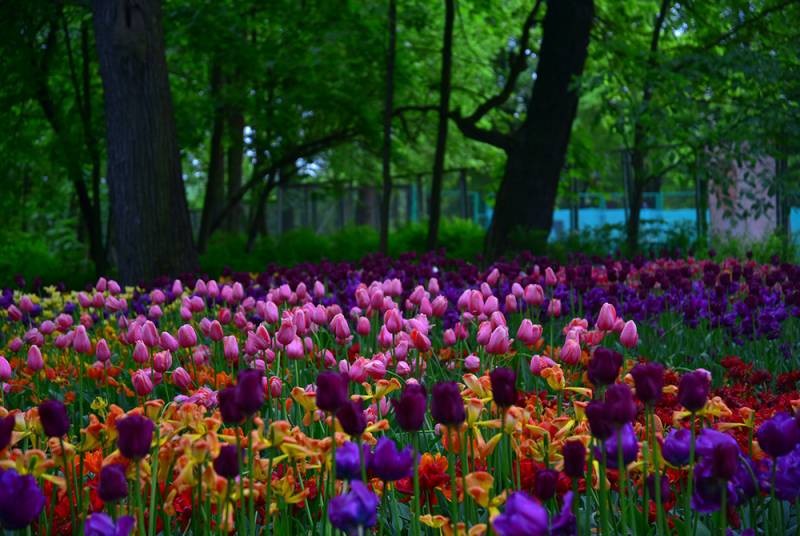 Традиционный Фестиваль тюльпанов в 2021 году проходит на Елагином острове в Санкт-Петербурге