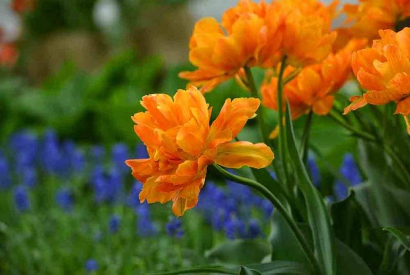 Традиционный Фестиваль тюльпанов в 2021 году проходит на Елагином острове в Санкт-Петербурге