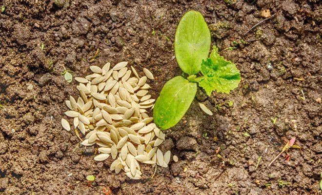 Народные приметы 27 мая 2021 года в день Сидора Сивера