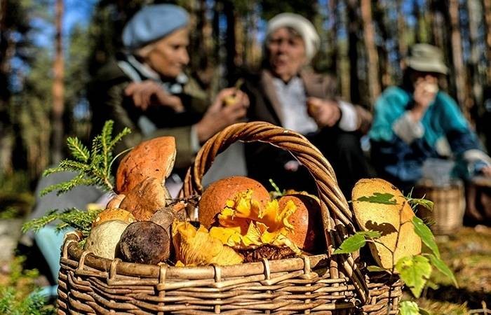 К кому относятся ограничения и штрафы по сбору ягод и грибов в лесу в 2021 году К кому относятся ограничения и штрафы по сбору ягод и грибов в лесу в 2021 году
