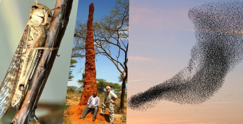 Коллективный разум: может ли планета мыслить?