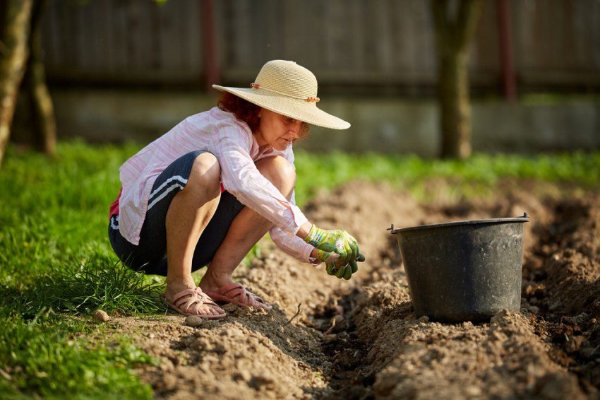 В какие дни мая 2021 года запрещены посадочные работы на огороде