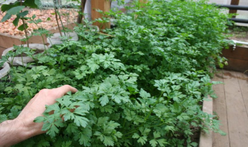 Законно ли россиянам выращивать петрушку в мае 2021 года