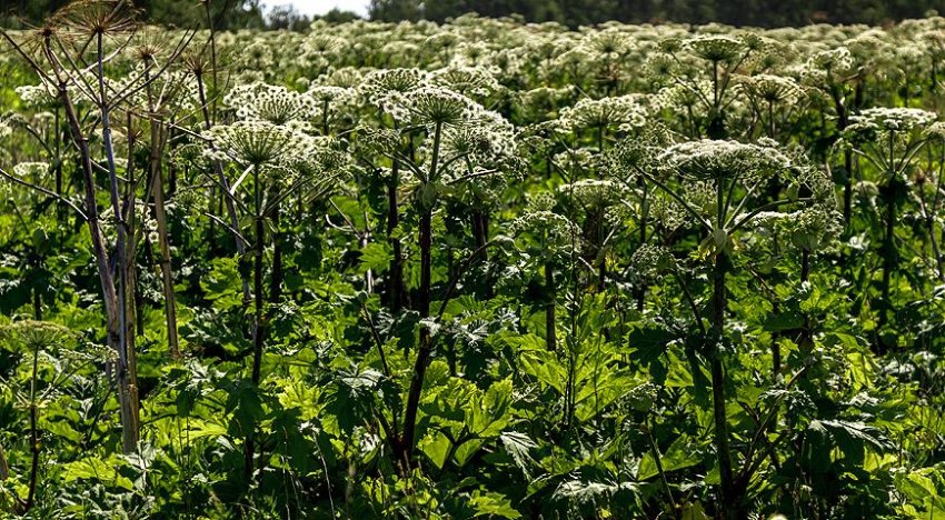 Чем опасен борщевик и как с ним бороться