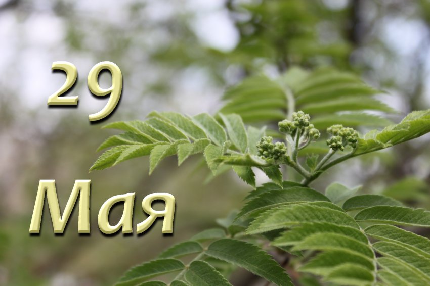 Народные приметы 29 мая 2021 года в день Федора Житника