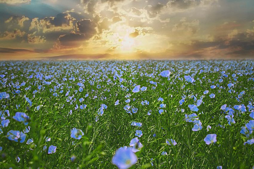 Народные приметы 3 июня 2021 года, в день Елены-Леносейки