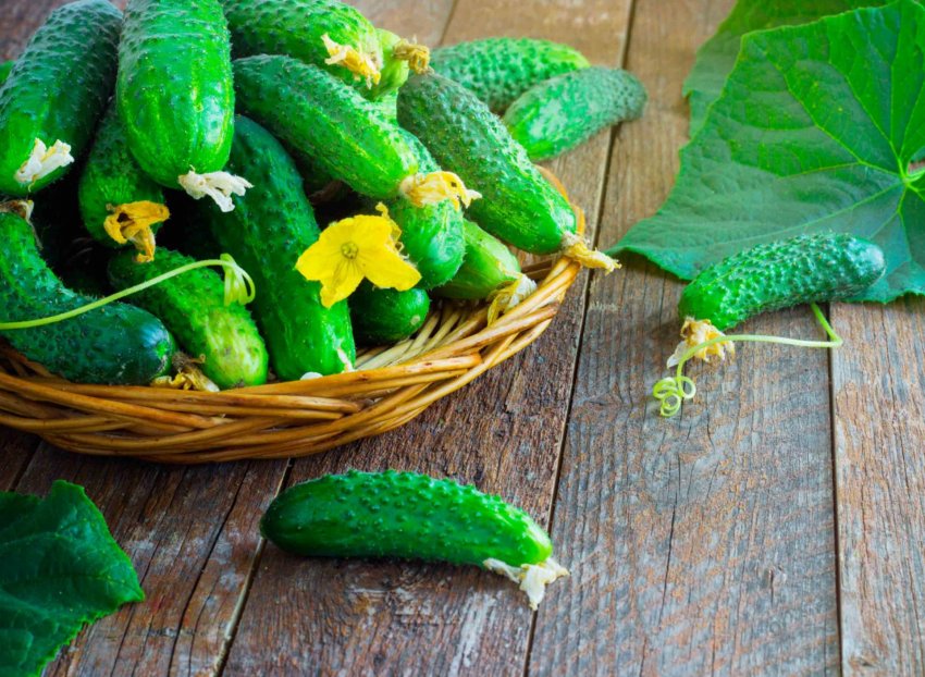 Народные приметы и праздники 2 июня, в день Фалалея Огуречника