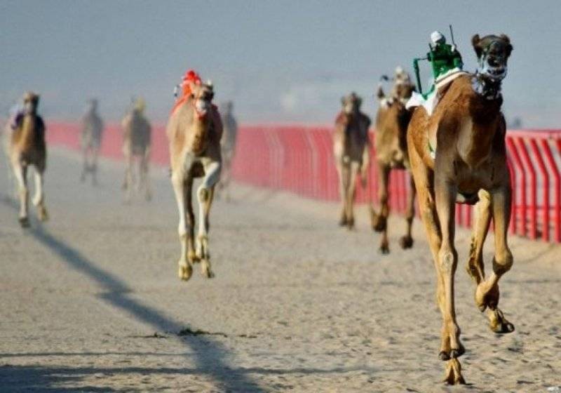 Необычные роботы, которые есть в мире