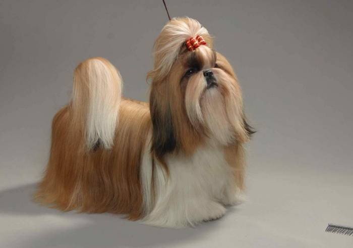 Породы собак, которые не обязательно часто выгуливать