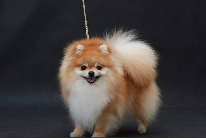 Породы собак, которые не обязательно часто выгуливать