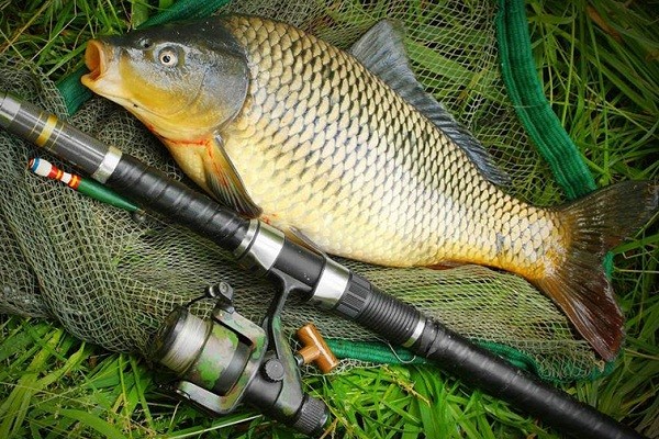 На Карпа Карполова рыбкой угощайся, да от сажи прочищайся: народные приметы и поверья на 8 июня 2021 года