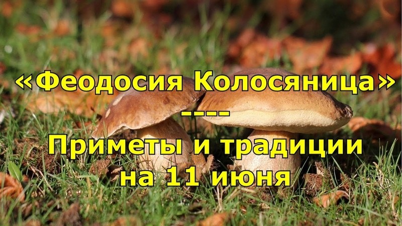 Народные приметы 11, в день Феодосии Колосятницы