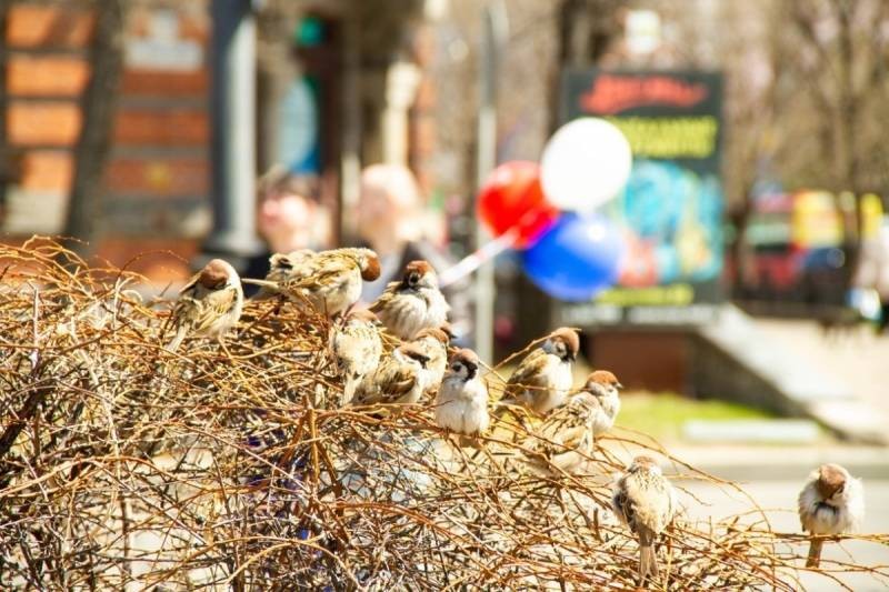 Как будут отмечать День города Кемерово в 2021 году Как будут отмечать День города Кемерово в 2021 году