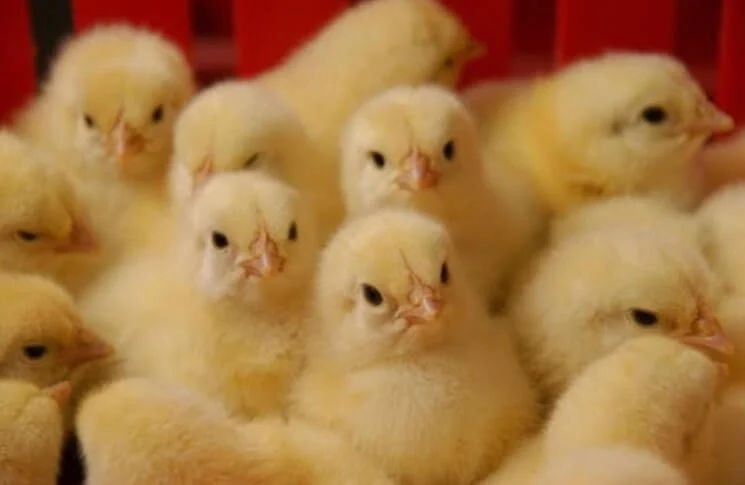 Откуда появилась математика