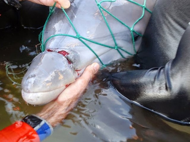 Мир стоит перед выбором: Разрушение последнего рубежа Земли