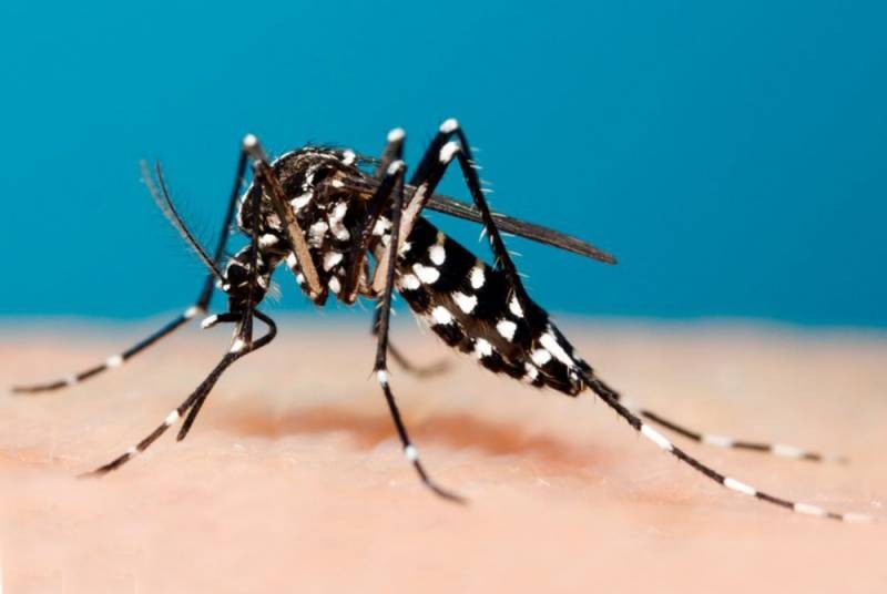 Опасности, которые подстерегают туриста на Черном море