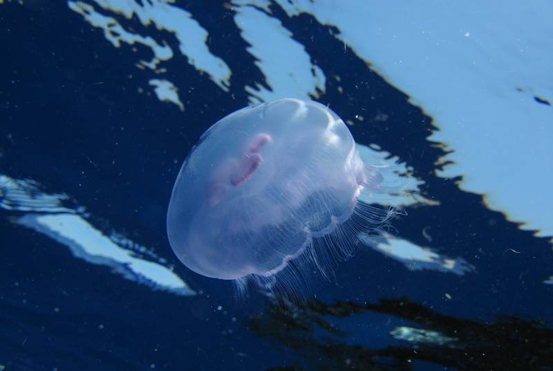 Опасности, которые подстерегают туриста на Черном море