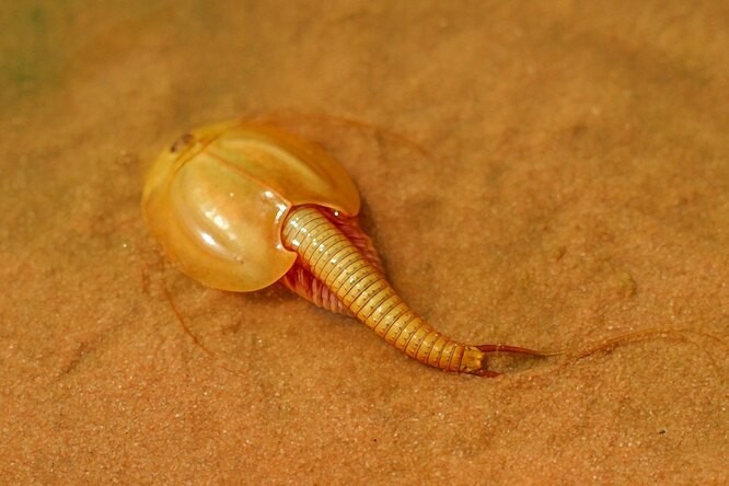 Загадки эволюции: Древние животные, которые не вымерли