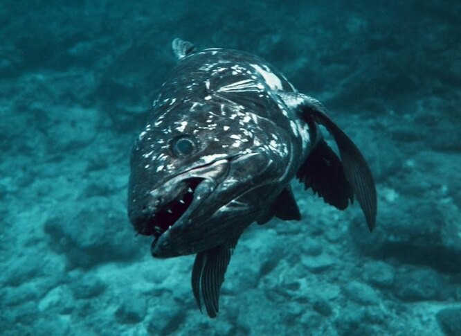 Загадки эволюции: Древние животные, которые не вымерли