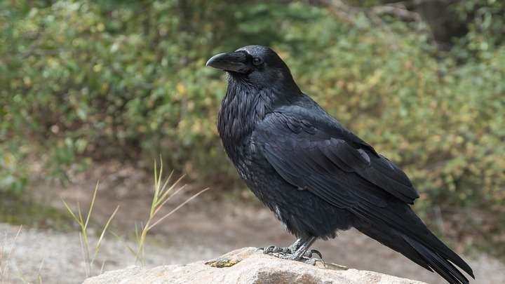 Народные приметы 23 июня, в день Тимофея