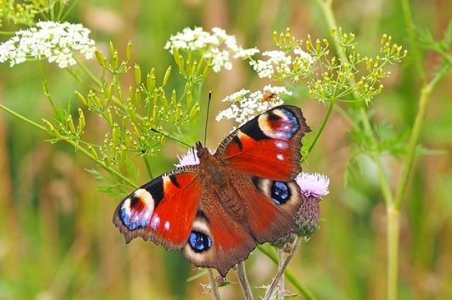 Народные приметы 23 июня, в день Тимофея