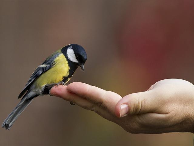 Может ли залетевшая в окно птица привести к неудачам в вашей жизни