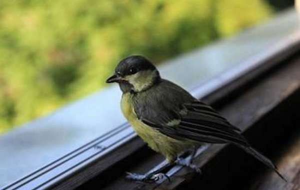 Может ли залетевшая в окно птица привести к неудачам в вашей жизни