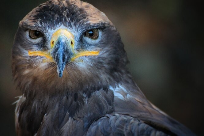 Есть ли у животных сознание?