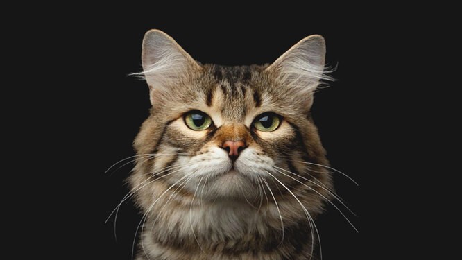 Есть ли у животных сознание?