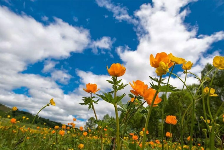 Народные приметы 29 июня, в день Тихона