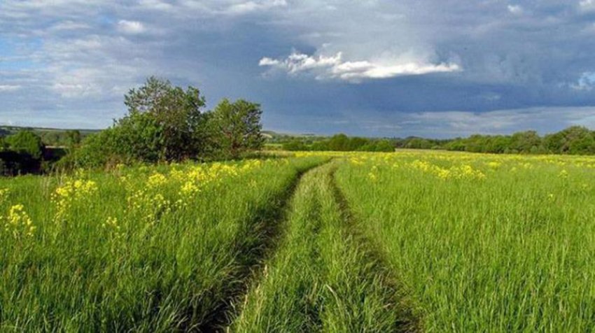 Народные приметы 4 июня 2021 года в день Василисы Соловьихи