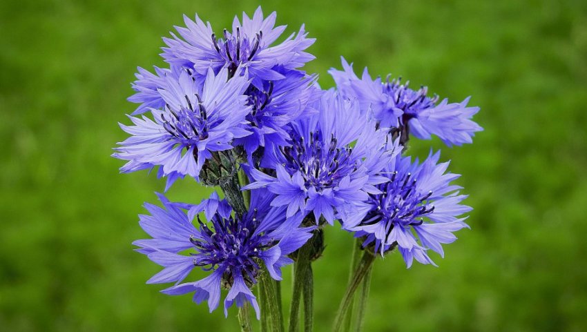 Почему на Василиска не стригутся и не устраиваются на новую работу: приметы, поверья и запреты на 4 июня 2021 года