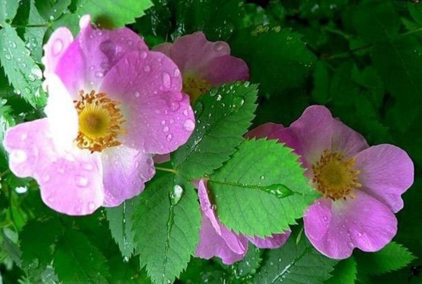 Какой праздник 6 июня в России и мире