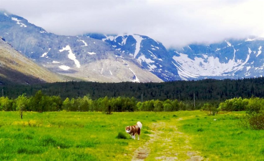 На Руси не дарили срезанных цветов, и вот почему